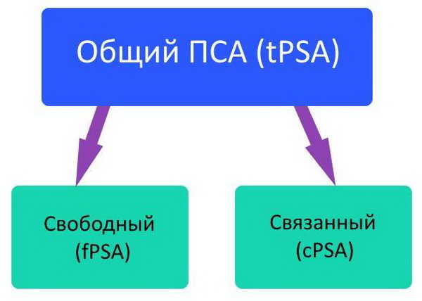 Общий ПСА: его значение при диагностике заболеваний