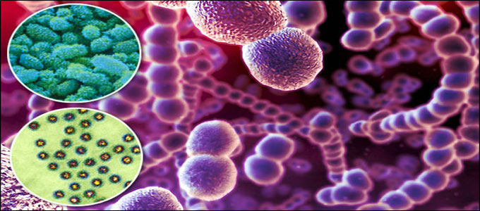 streptococcus