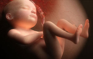 27 week