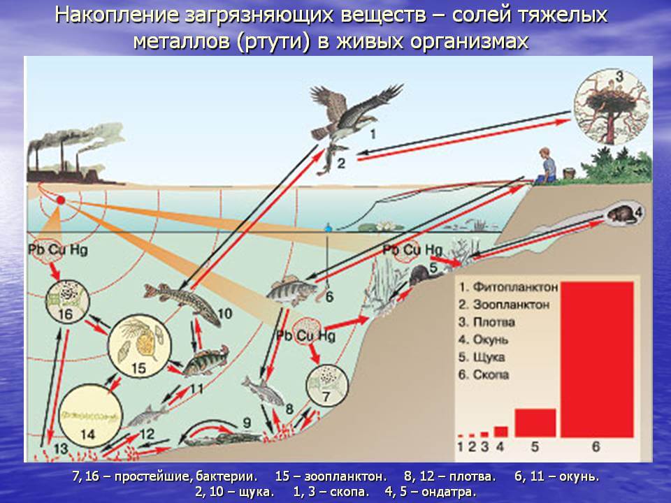 biologicheskie-zagryazneniya-sredy