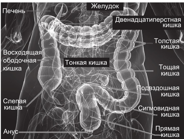 МРТ кишечника