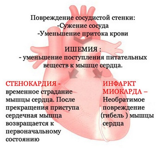 bolit serdce