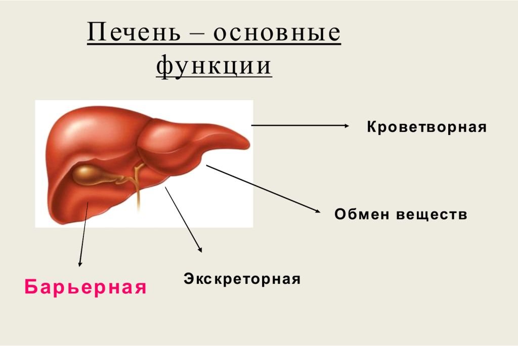 63527-aktualnost-temy-izucheniya-gepatitov