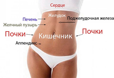 kak-raspolozheny-vnutrennie-organy