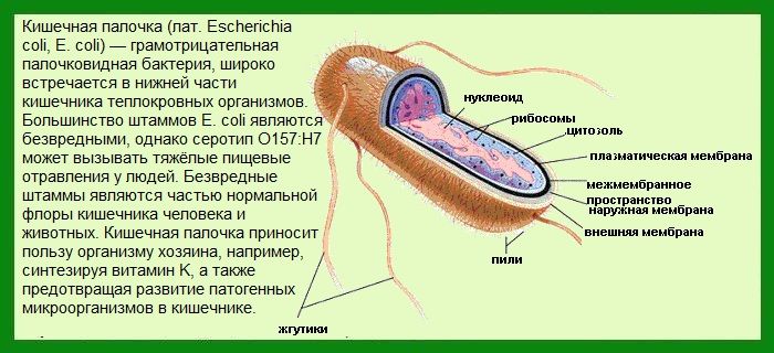 Kishechnaya-palochka-simptomy1