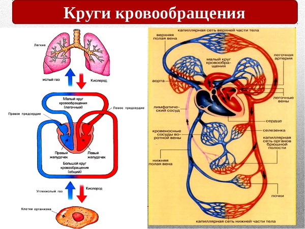 Круги кровообращения
