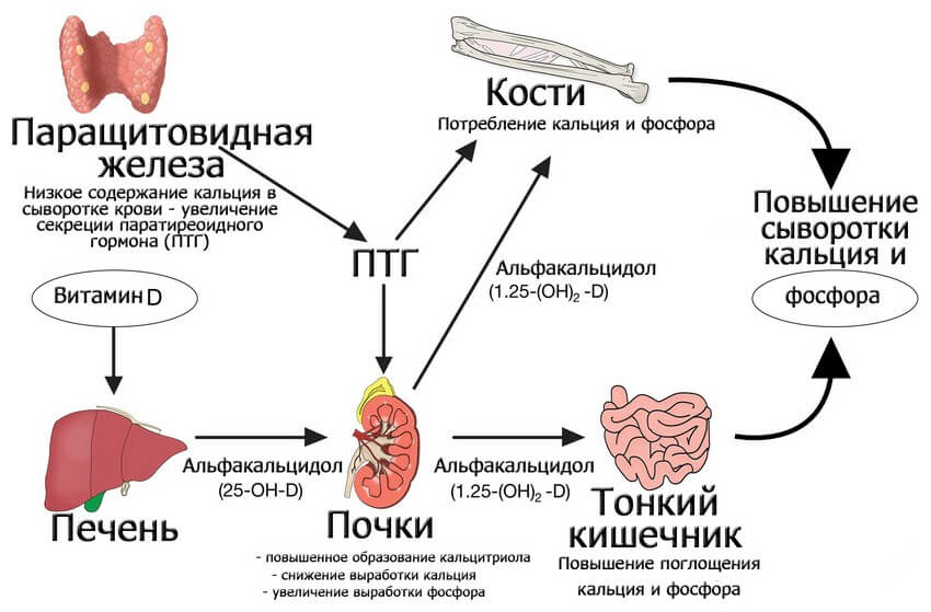 Paratireoidnyj_gormon_parashhitovidnoj_zhelezy (1)