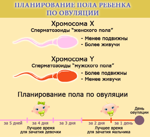 Planirovanie-pola-rebenka-po-dnyam