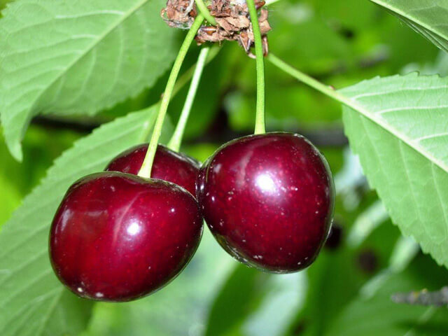 chereshnya