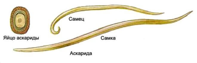 askarida