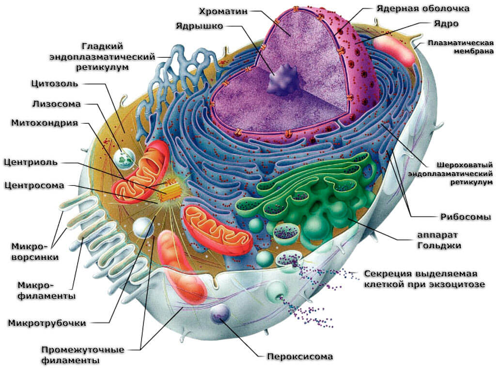 himioterapia