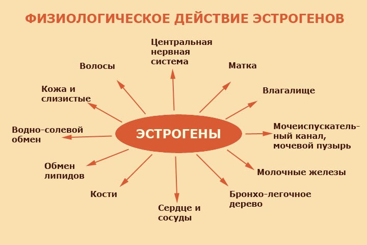 Причины сниженного уровня гормона эстрогена