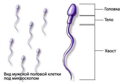 instagrama-spermatozoida