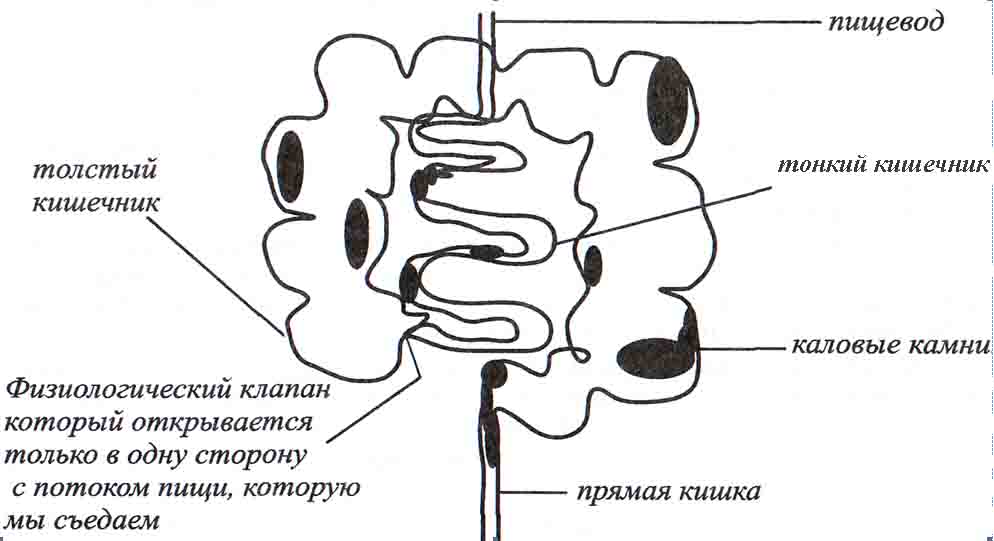 kishechnik
