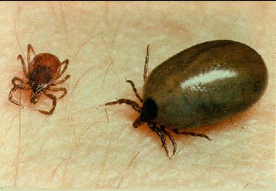 lyme_19701_7