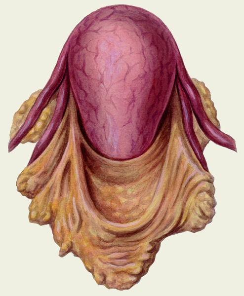 matka-kuvelera