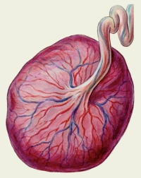 mazolysis