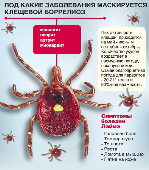 паразит