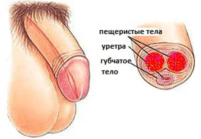 kavernit