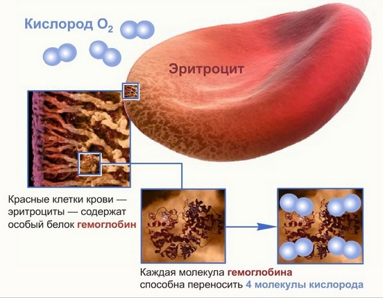гемоглобин увеличенный