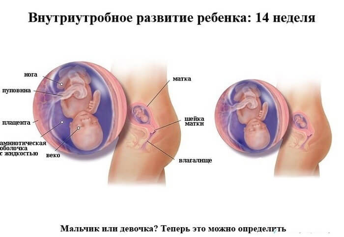 beremennost 14 ned