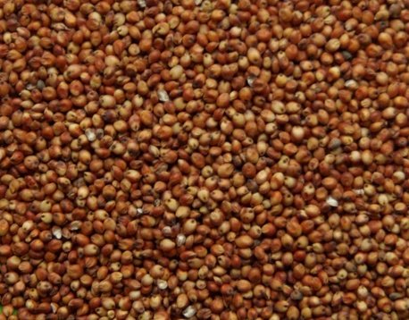 sorghum_red
