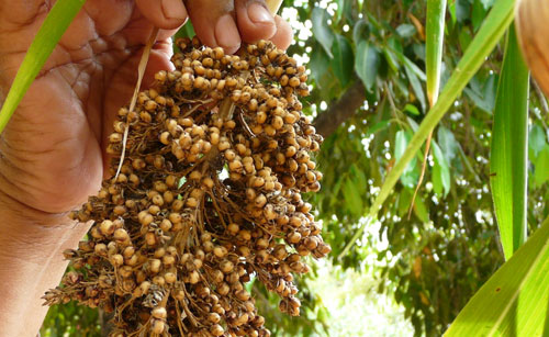 sorgo