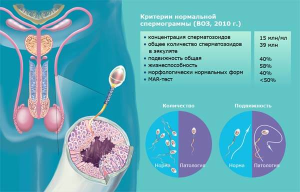 sperm_norm