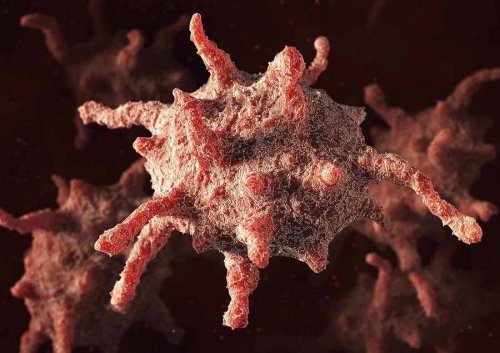 trombocytes