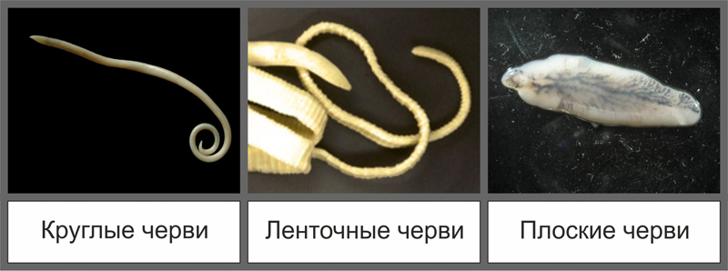 vidy-glistov-u-koshek