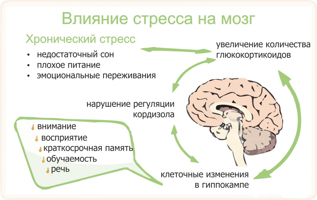 vliyanie_stressa_na_mozg