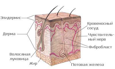Причины повышенной чувствительности кожи