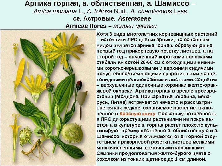 Арника горная Арника горная