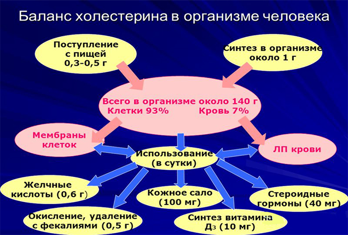 Баланс холестерина Баланс холестерина