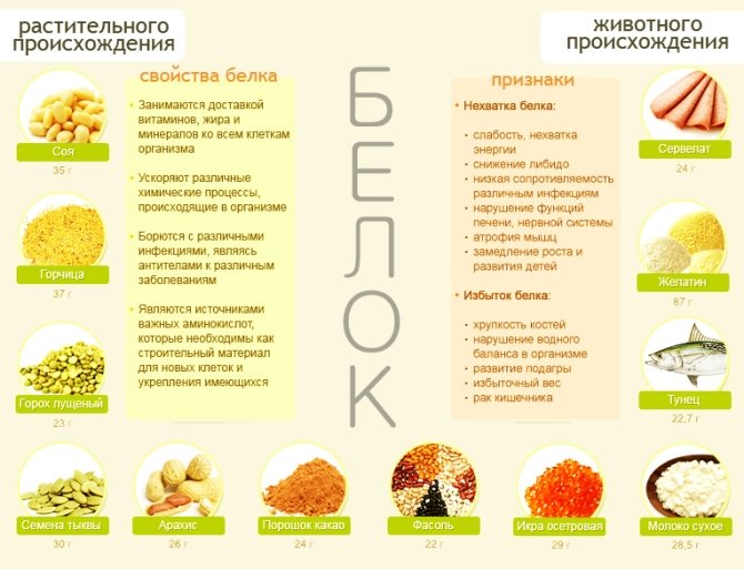 Белок в продуктах Белок в продуктах