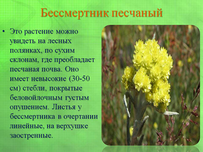 Бессмертник песчаный Бессмертник песчаный