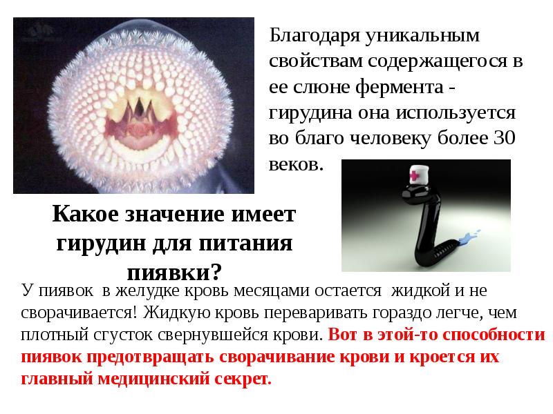 Целебные свойства пиявок Целебные свойства пиявок