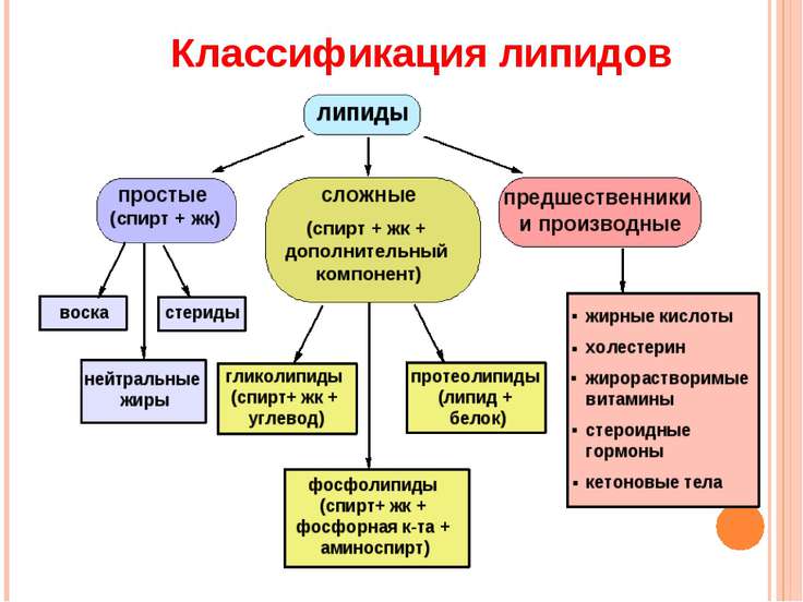 Классификация липидов