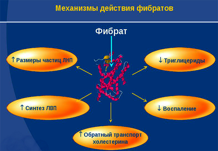 Механизмы действия фибратов Механизмы действия фибратов