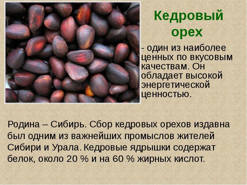 Особенности кедровых орехов Особенности кедровых орехов