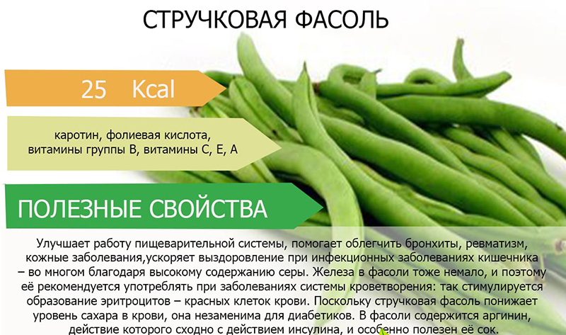 Особенности стручковой фасоли Особенности стручковой фасоли
