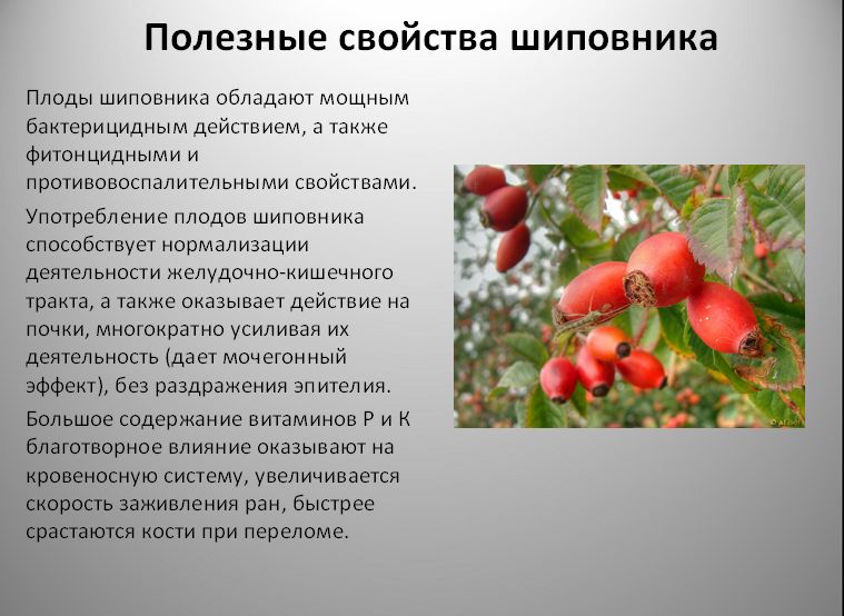 Полезные свойства шиповника Полезные свойства шиповника