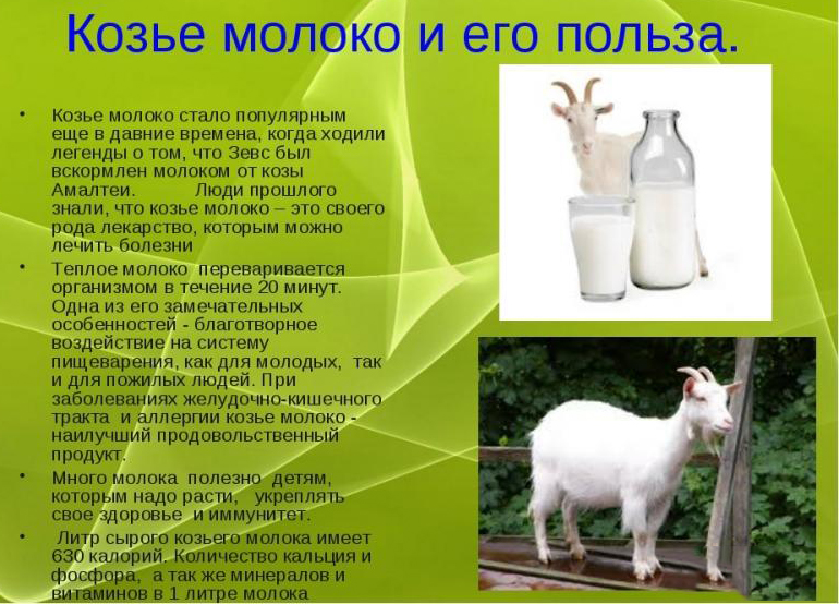 Польза козьего молока Польза козьего молока