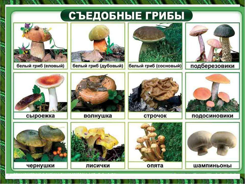 Съедобные грибы Съедобные грибы