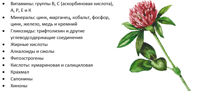 Состав клевера Состав клевера