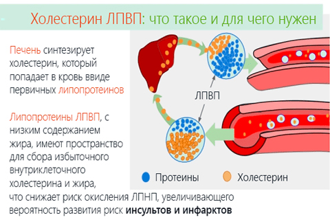 Свойства холестерина ЛПВП Свойства холестерина ЛПВП