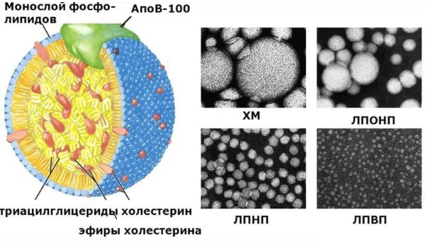 Типы липопротеинов Типы липопротеинов