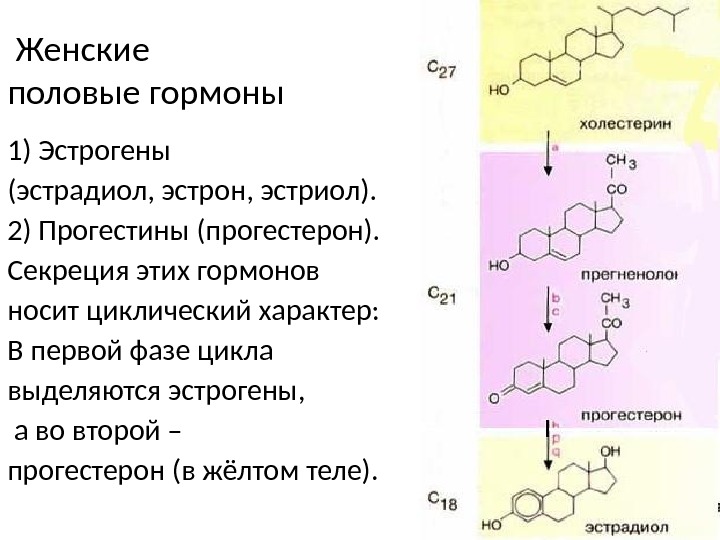 Женские половые гормоны Женские половые гормоны